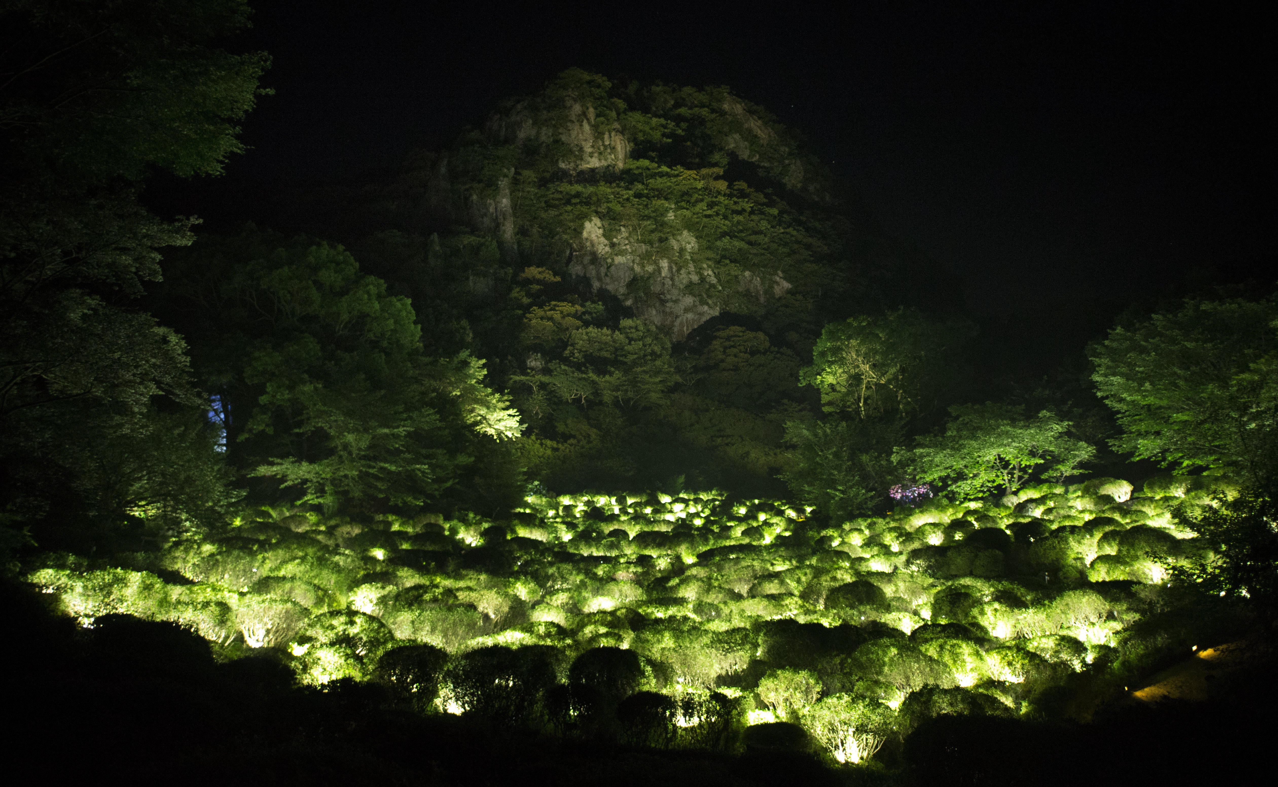 チームラボ、御船山楽園（九州・武雄温泉）で、今年10年目を迎える「チームラボ かみさまがすまう森 - ジーシー」の開催が決定。7月12日(金)より。のサブ画像3_御船山の断崖下に広がるつつじ谷の久留米つつじが光り輝く。半球型のつつじの光は、それぞれ自律しており、ゆっくりと明滅している。チームラボ《生命は連続する光 - つつじ谷》© チームラボ