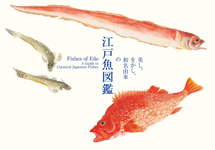 海洋国で生きる日本人と魚の奥深い物語を江戸の写生図譜でみる書籍『美し、をかし、和名由来の江戸魚図鑑』5月20日発売のメイン画像