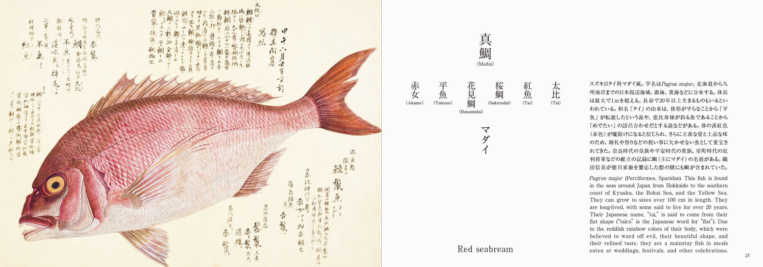 海洋国で生きる日本人と魚の奥深い物語を江戸の写生図譜でみる書籍『美し、をかし、和名由来の江戸魚図鑑』5月20日発売のサブ画像2