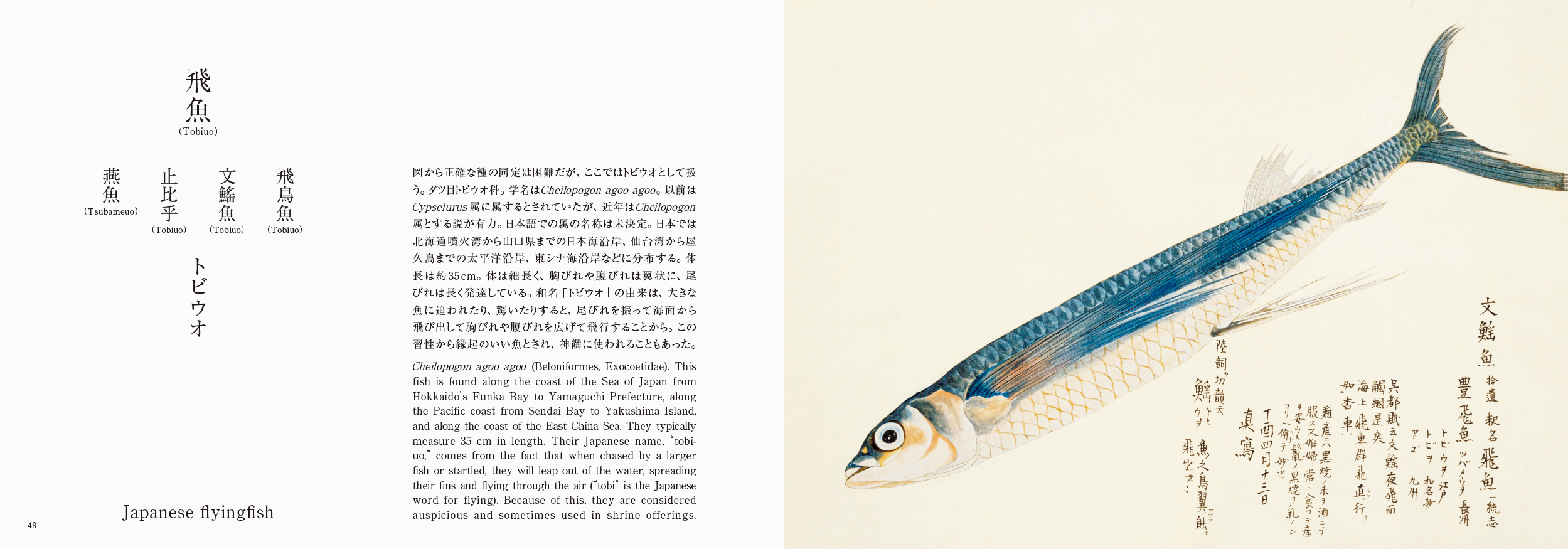 海洋国で生きる日本人と魚の奥深い物語を江戸の写生図譜でみる書籍『美し、をかし、和名由来の江戸魚図鑑』5月20日発売のサブ画像3