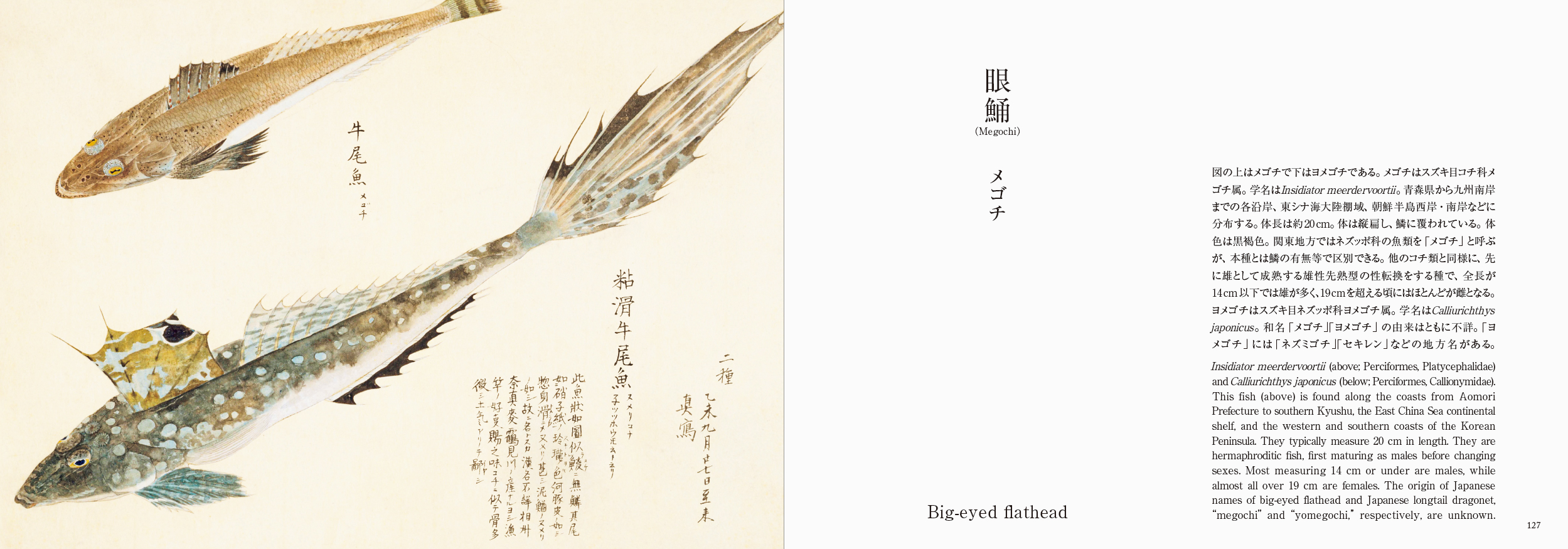 海洋国で生きる日本人と魚の奥深い物語を江戸の写生図譜でみる書籍『美し、をかし、和名由来の江戸魚図鑑』5月20日発売のサブ画像4