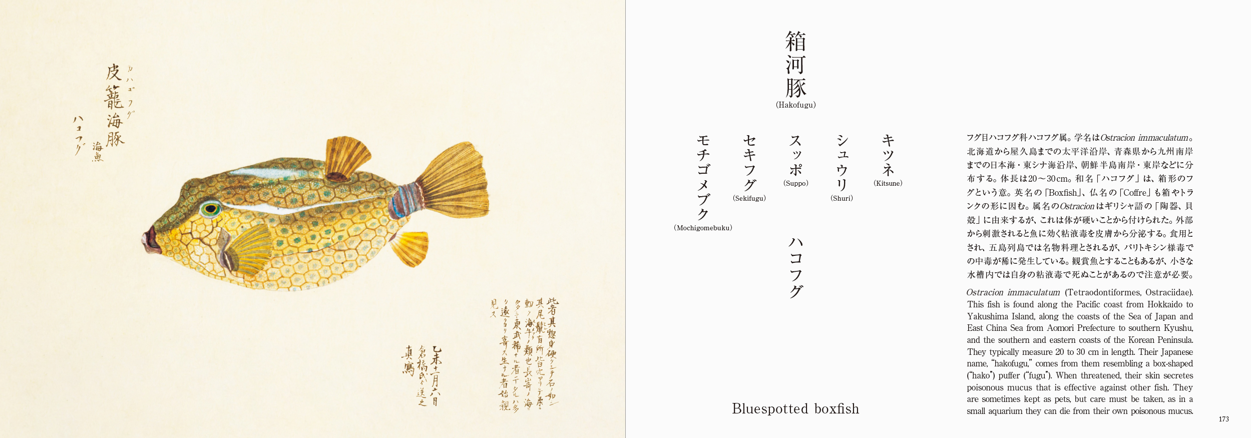 海洋国で生きる日本人と魚の奥深い物語を江戸の写生図譜でみる書籍『美し、をかし、和名由来の江戸魚図鑑』5月20日発売のサブ画像5