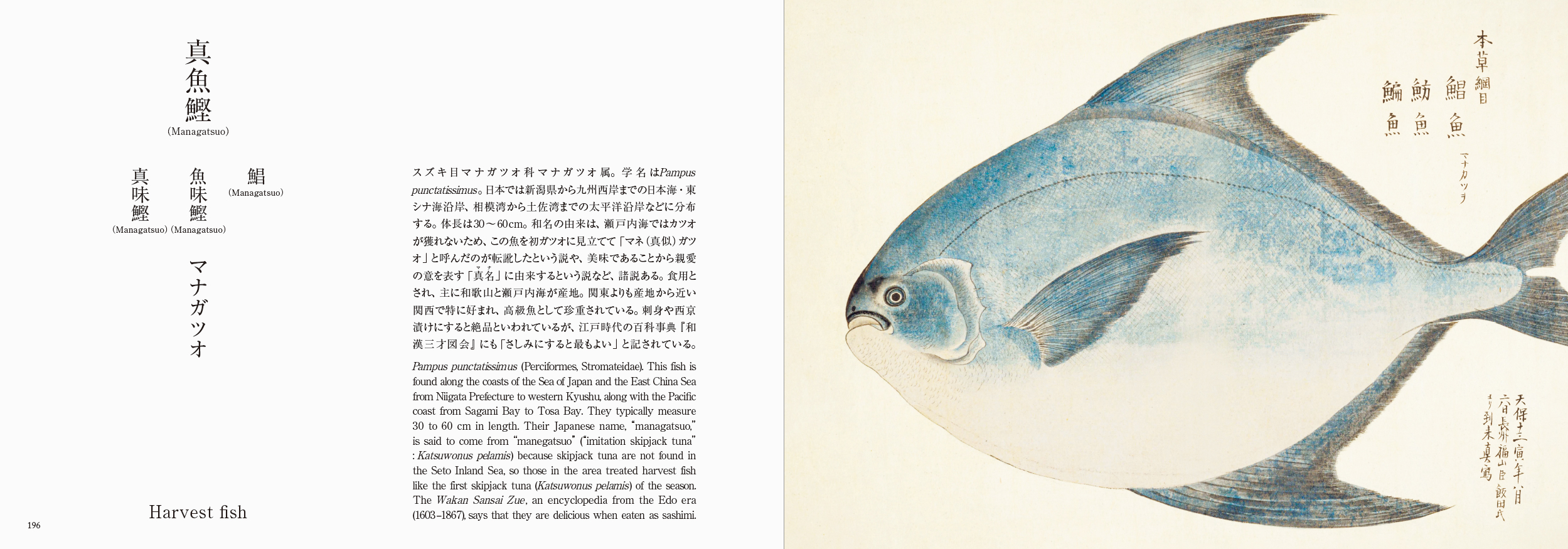 海洋国で生きる日本人と魚の奥深い物語を江戸の写生図譜でみる書籍『美し、をかし、和名由来の江戸魚図鑑』5月20日発売のサブ画像6