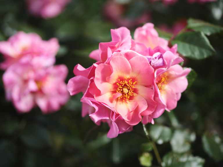 ＜千代田区・東京ガーデンテラス紀尾井町：春のイベント情報＞『KIOI ROSE WEEK 2024』を開催！～都内有数のバラ園に約90品種・600株のバラが咲き誇る～のメイン画像