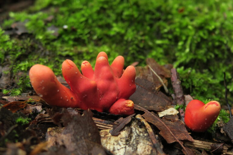 【星野リゾート　奥入瀬渓流ホテル】驚きに満ちた毒きのこの世界に迫る「毒きのこさんぽ」今年も実施｜期間：2024年9月1日〜10月7日のメイン画像