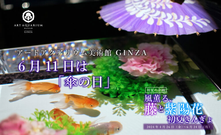 雨の日も金魚アート鑑賞を楽しむ　アートアクアリウム美術館 GINZA 「傘の日」演出　金魚が和傘で雨宿り⁈のメイン画像