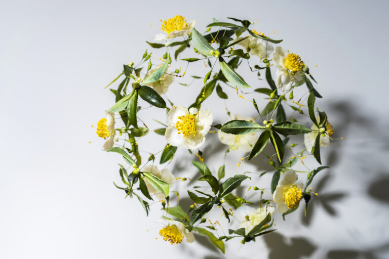 お茶×アートを楽しむギャラリー「アートスペース福寿園」にて、『茶木化蝶 -ちゃのきちょうとなる-』展を開催　2025年4月3日（木）～6月1日（日）のメイン画像