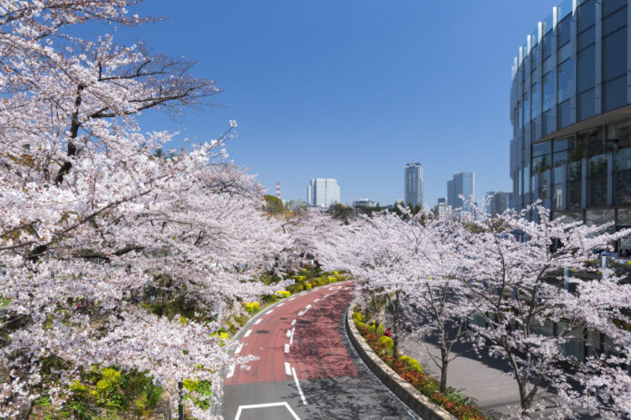 東京ミッドタウンで春を満喫　都心で楽しむ桜並木と花×アート「MIDTOWN BLOSSOM 2026」開催のメイン画像