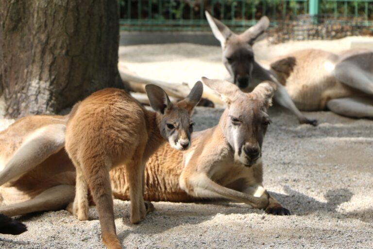カンガルーベビーラッシュ到来中【国営海の中道海浜公園】のメイン画像