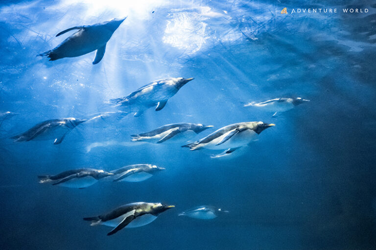 ２５０羽のペンギンとともに体験を生み出す世界初の共創型インタラクティブアート　「ペンギンワールドラウンジ」誕生　音楽・香り・映像　デジタルアートがつなぐ、ペンギンのリズムと共鳴する空間のメイン画像