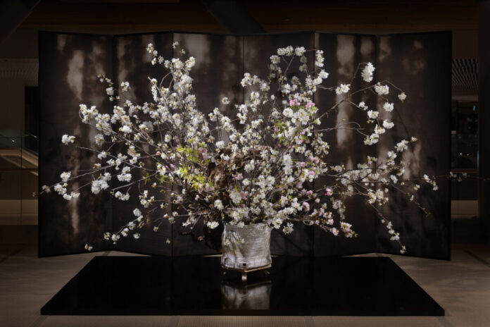 華道家・辻雄貴、MoN Takanawaにて「桜の公開生けこみ」を実施のメイン画像