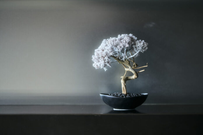 41134_104_main パークホテル東京 再生盆栽アート「WITHERS TAIZAN BONSAI」設置のお知らせのメイン画像