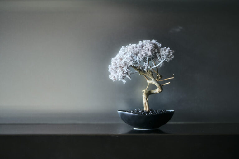 パークホテル東京 再生盆栽アート「WITHERS TAIZAN BONSAI」設置のお知らせのメイン画像