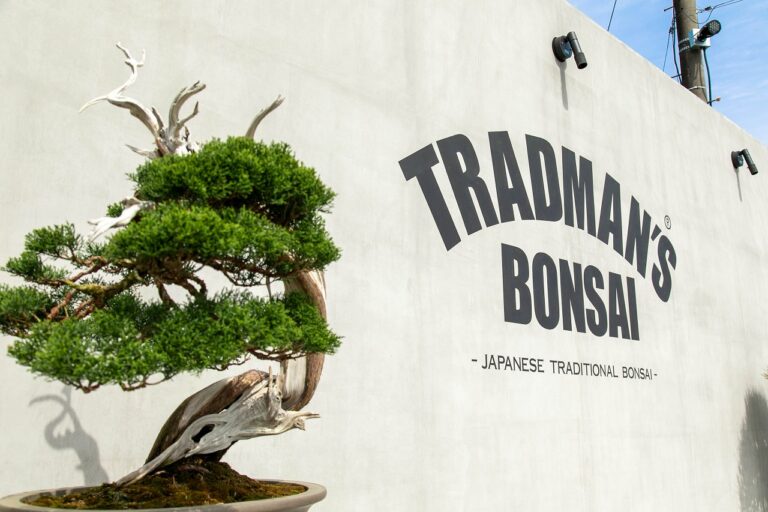 アートと自然が融合する、唯一無二の盆栽体験。「TRADMAN’S BONSAI」がバーニーズ　ニューヨーク六本木店に期間限定で初登場のメイン画像