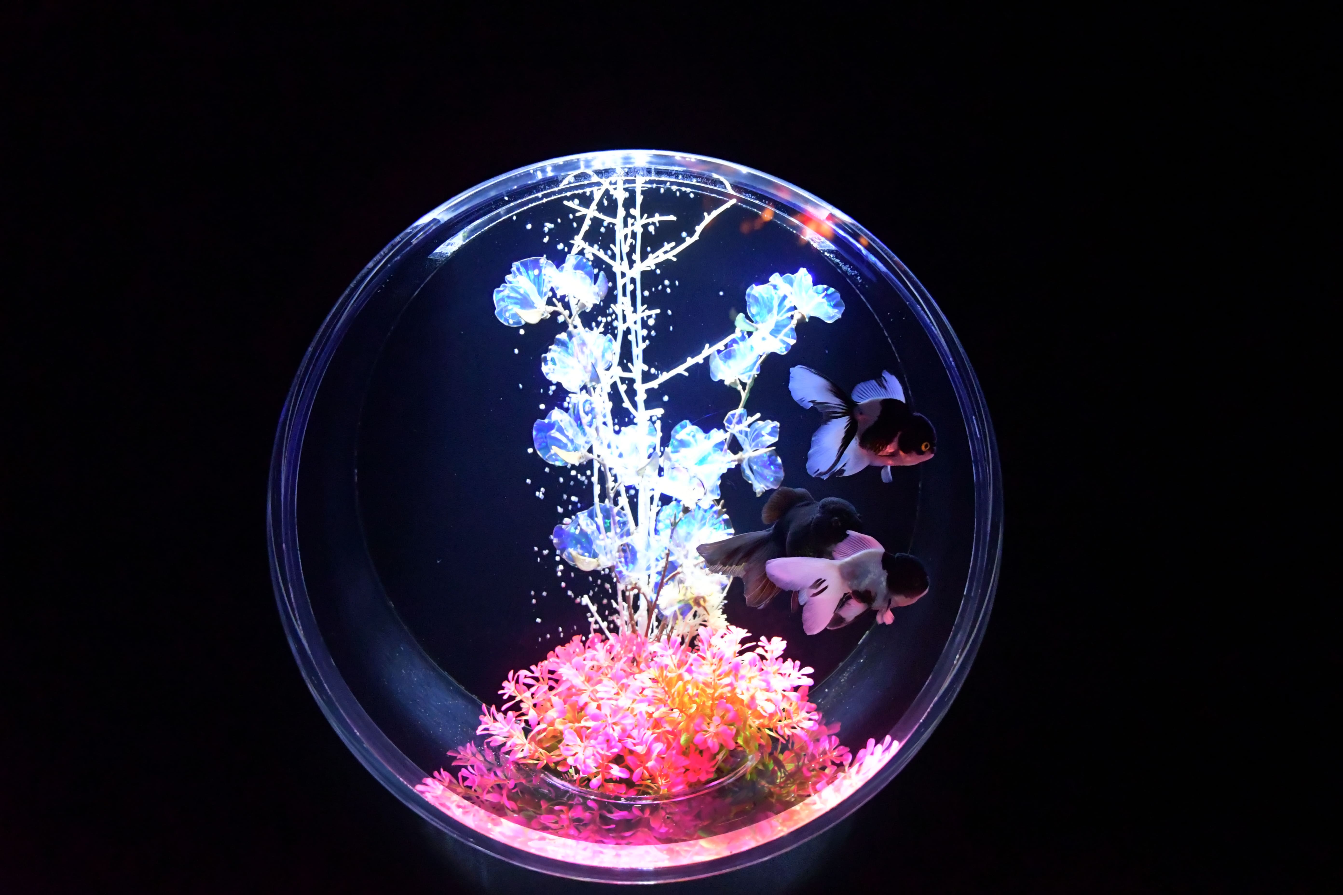癒しと輝きのときめきを。金魚アート×イルミネーションの幻想的なクリスマス　冬のアートアクアリウム「星降る銀座のクリスマス2024」11月29日（金）開幕のサブ画像4
