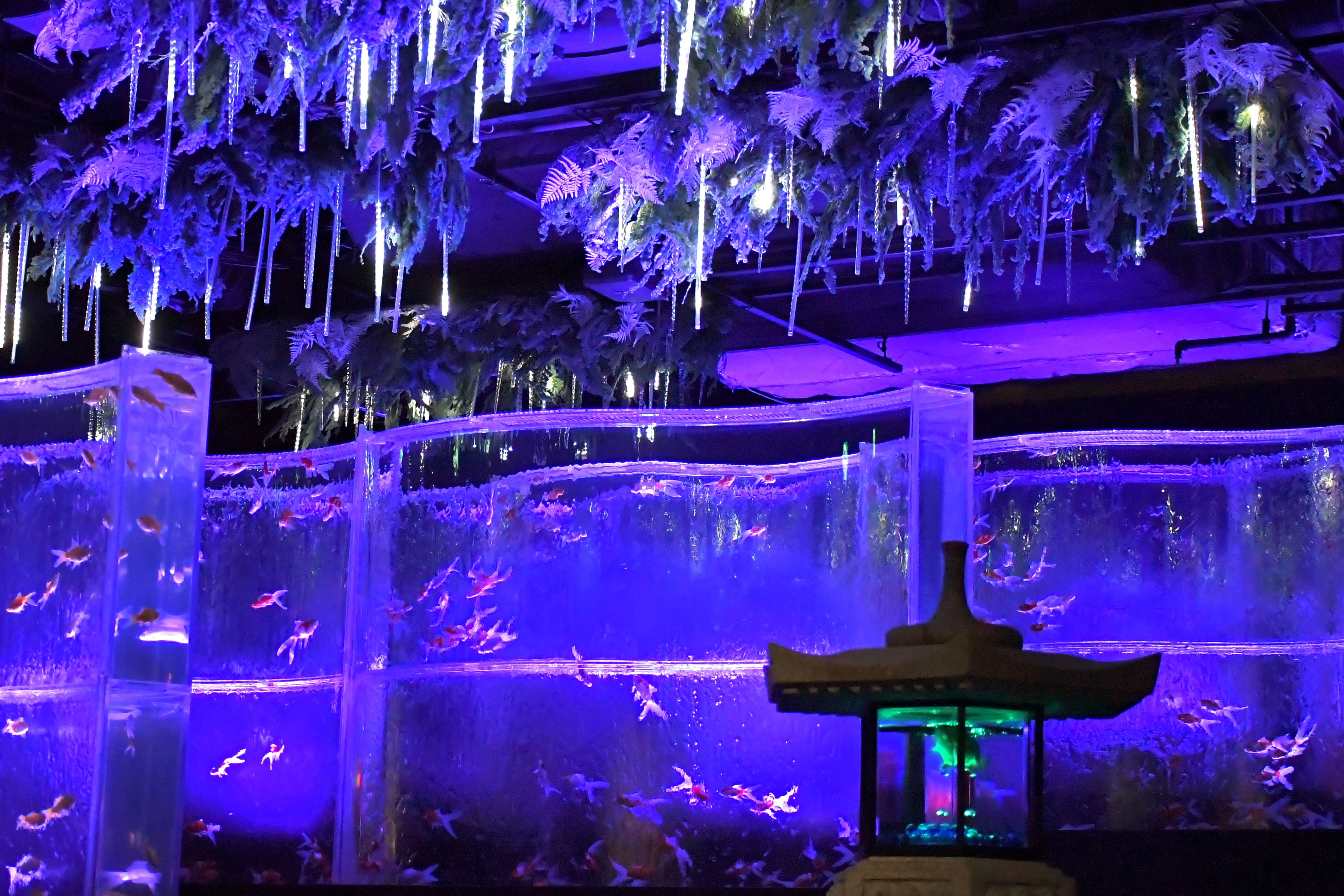 癒しと輝きのときめきを。金魚アート×イルミネーションの幻想的なクリスマス　冬のアートアクアリウム「星降る銀座のクリスマス2024」11月29日（金）開幕のサブ画像5