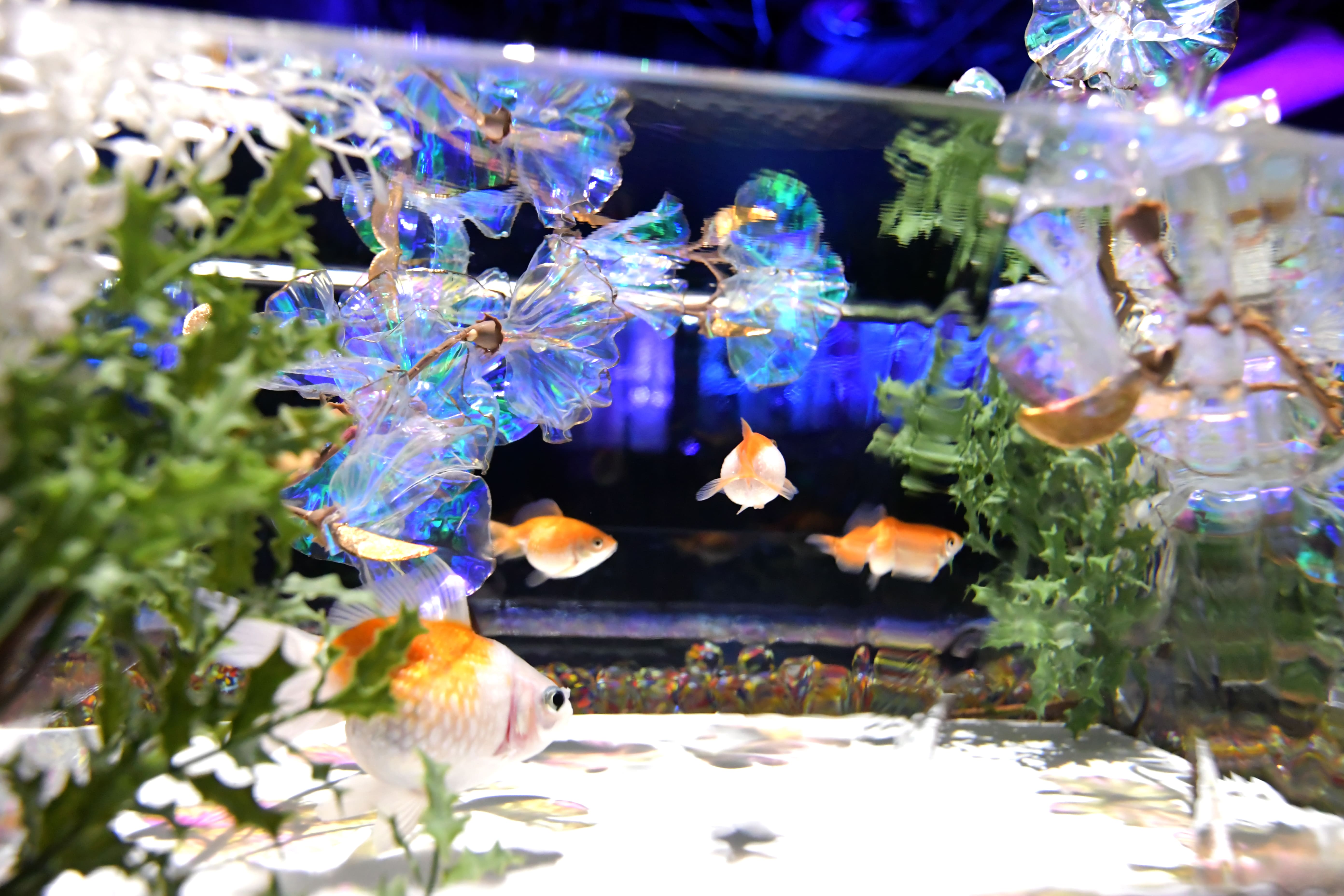 癒しと輝きのときめきを。金魚アート×イルミネーションの幻想的なクリスマス　冬のアートアクアリウム「星降る銀座のクリスマス2024」11月29日（金）開幕のサブ画像6