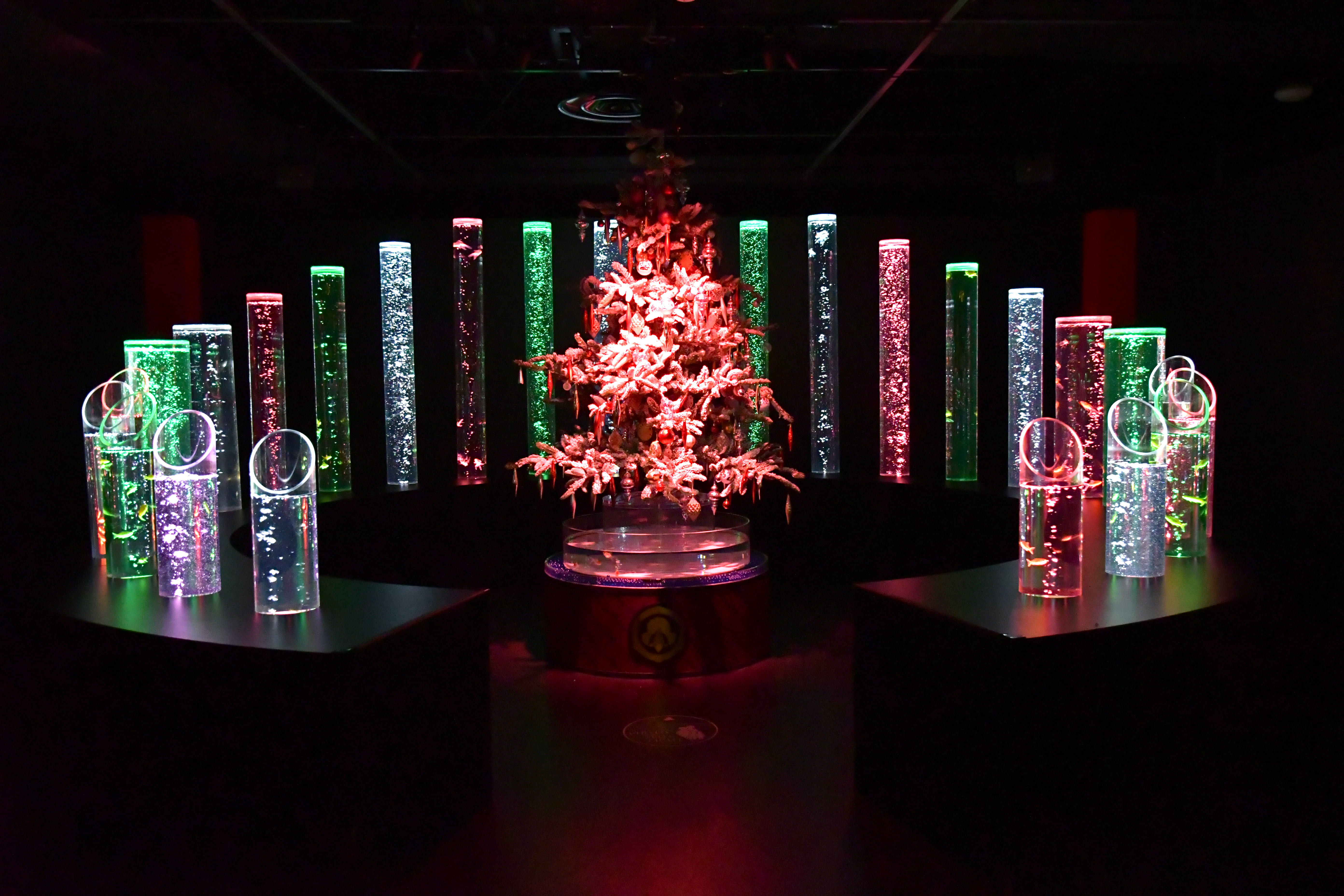 癒しと輝きのときめきを。金魚アート×イルミネーションの幻想的なクリスマス　冬のアートアクアリウム「星降る銀座のクリスマス2024」11月29日（金）開幕のサブ画像7
