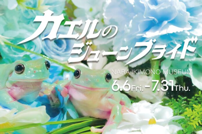 6月6日「カエルの日」、雨と花が彩る『カエルのジューンブライド』企画展開催！奈良いきものミュージアムが贈る、季節を映す“カエルの結婚式”の世界。のメイン画像