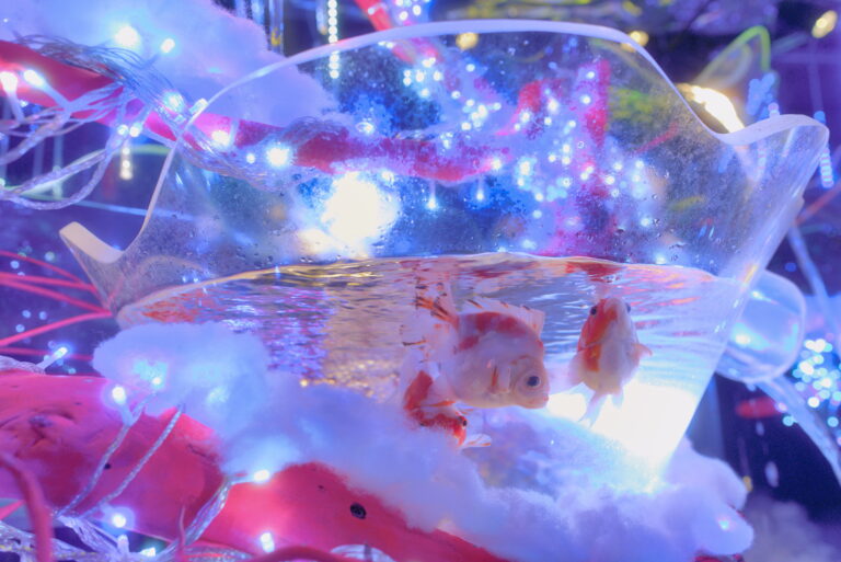 【お台場アク和リウム】白と青の光に包まれる、冬季限定イルミネーション展示「冬銀河」開催！入口からメイン水槽まで、雪と氷柱と星屑のような光で館内全体を冬の銀河空間にのメイン画像