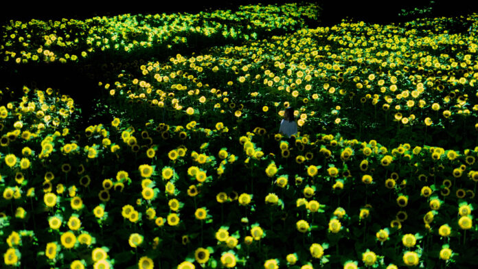 「チームラボ ボタニカルガーデン 大阪」、2万株のヒマワリが夜の植物園で一面に光り輝く作品を公開。展示期間は、8月3日(土)から。のメイン画像