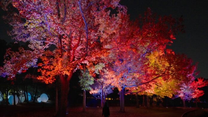 「チームラボ ボタニカルガーデン 大阪」、紅葉が見頃を迎え秋の景色に。《呼応する木々 - フウ》は紅葉に合わせた色で光輝き、《ラクウショウ並木》の木々は秋の色に。のメイン画像