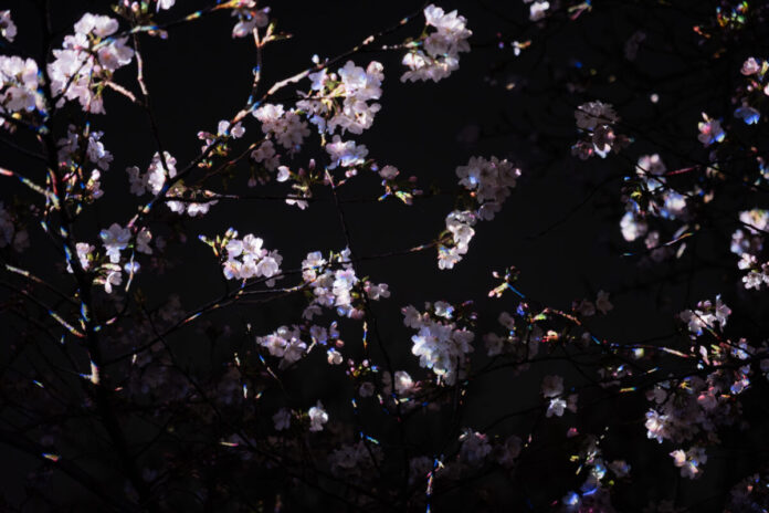 7339_1145_main 桜の新作を初公開、「チームラボ ボタニカルガーデン 大阪」。桜が春の夜に結晶が浮かび上がるように輝く作品《桜の結晶と桜の幽体》、4月12日(日)まで公開予定。大池に浮かぶランプの光は桜色にのメイン画像
