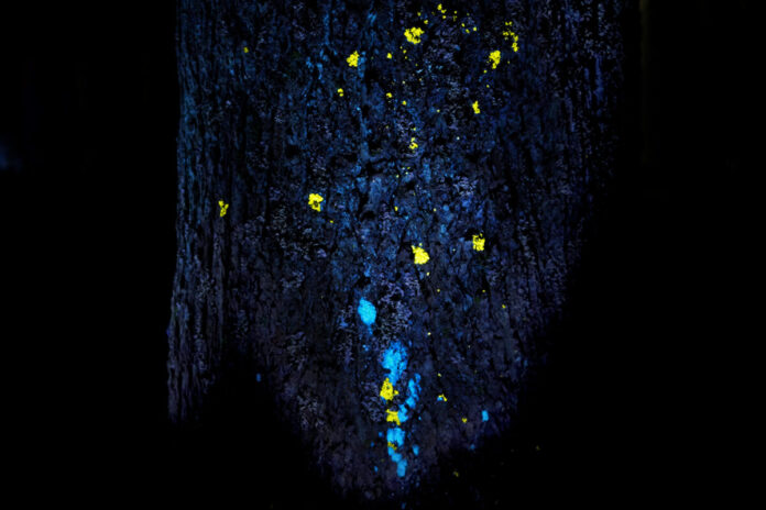 チームラボ、千葉・養老渓谷の夜の野外アート展『チームラボ 養老渓谷』4月17日(金)オープン。長い年月をかけて自然が作り上げた渓谷が、人々の存在で変化するアート空間に。作品群の全貌を公開。のメイン画像