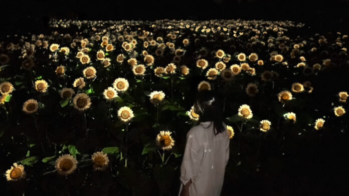 約2万株の「白いヒマワリ」が夜の植物園で一面に光り輝く作品を初公開。『チームラボ ボタニカルガーデン 大阪』にて、8月1日(土)からのメイン画像