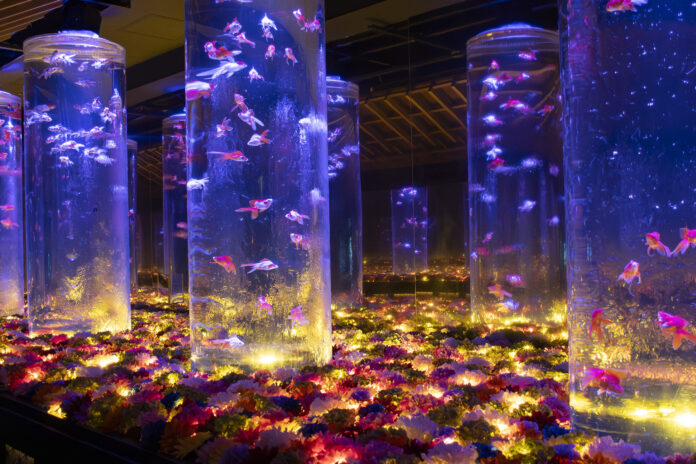 日比谷花壇とアートアクアリウム美術館 GINZAが初コラボレーション。「花手水」を想わせる幻想的な花空間で金魚が華やかに舞う。のメイン画像