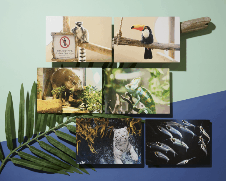 生きているミュージアム NIFREL（ニフレル）のいきものたちの姿を立体化した「PENON タッチミー！ウッドポストカード」ニフレル内ミュージアムショップにて限定発売のメイン画像