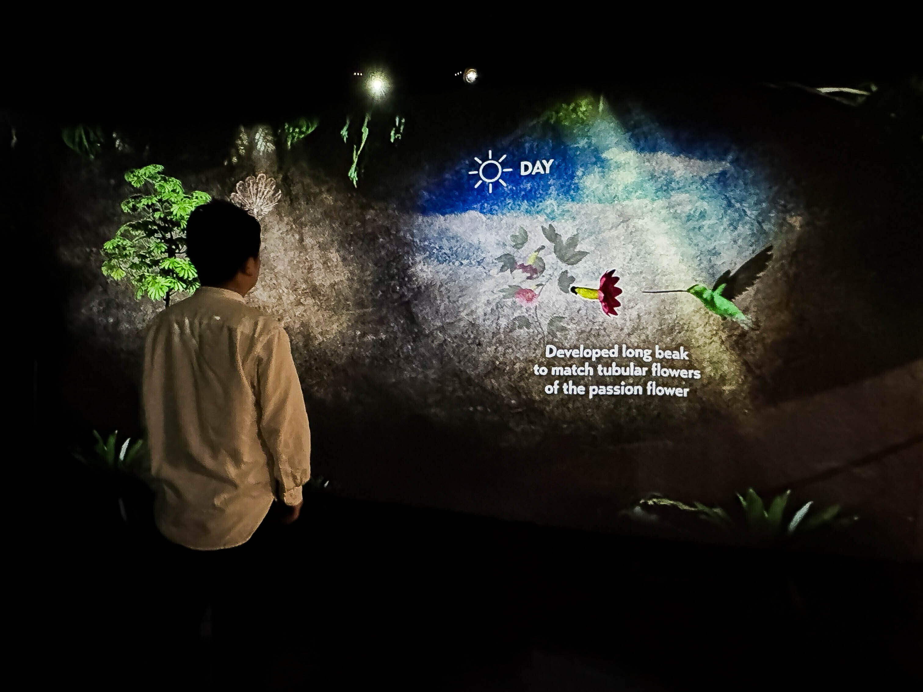 シンガポールの国立公園ガーデンズ・バイ・ザ・ベイとネイキッドが初コラボ　プロジェクションマッピング展『The Hidden Forest』を発表のサブ画像4